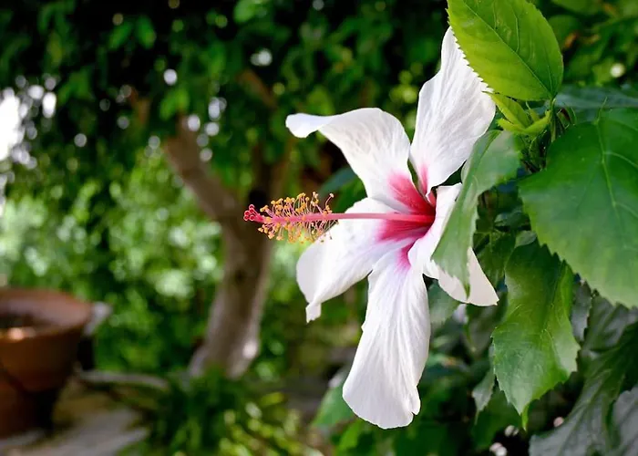 Ilianthos Traditional Maisonette